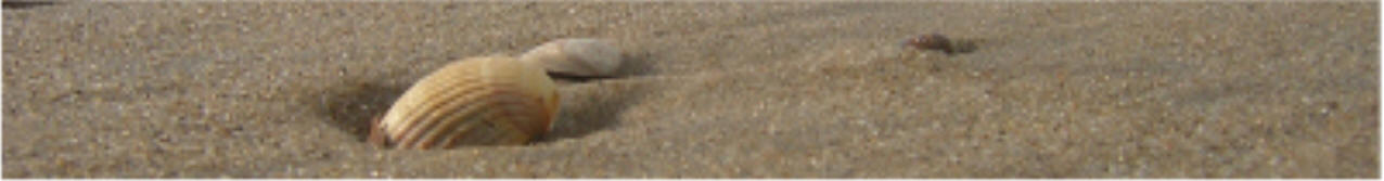 Muscheln im Sand - Ghren